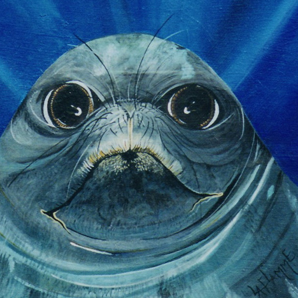 9%20Jacklyn%20Laflamme%20%28C%29%20seal%20endangered%20species%20Fish%20600 squashed